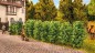 Preview: NOCH 21547 H0/TT/N Thuja-Hecke 3 cm hoch, 12 Stück 