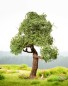 Preview: NOCH 21768 H0 Baum mit Schaukel micro-motion 