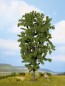 Preview: NOCH 25895 H0/TT/N Rosskastanie, 19 cm hoch 