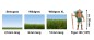Preview: NOCH 07072 Master-Grasmischung Sommerwiese, 2,5 bis 6 mm , 50g Beutel