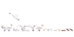 NOCH 15774 H0 Schwäne und Enten 
